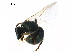  ( - BIOUG10718-D02)  @13 [ ] CreativeCommons - Attribution (2018) CBG Photography Group Centre for Biodiversity Genomics