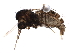  (Asteromyia chrysothamni - BIOUG10884-A01)  @12 [ ] CreativeCommons - Attribution (2014) CBG Photography Group Centre for Biodiversity Genomics