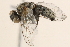  ( - BIOUG11442-F05)  @14 [ ] CreativeCommons - Attribution (2015) CBG Photography Group Centre for Biodiversity Genomics
