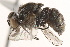  (Limnophora nr. rotundata - BIOUG11482-A08)  @13 [ ] CreativeCommons - Attribution (2015) CBG Photography Group Centre for Biodiversity Genomics
