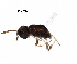  ( - BIOUG12264-A02)  @12 [ ] CreativeCommons - Attribution (2017) CBG Photography Group Centre for Biodiversity Genomics