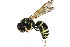  ( - BIOUG12395-F01)  @13 [ ] CreativeCommons - Attribution (2016) CBG Photography Group Centre for Biodiversity Genomics