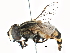  ( - BIOUG12395-G12)  @14 [ ] CreativeCommons - Attribution (2016) CBG Photography Group Centre for Biodiversity Genomics