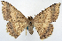  ( - 1246585_NGS)  @11 [ ] CreativeCommons - Attribution (2015) Smithsonian Institution Smithsonian Institution