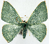 ( - 817504_NGS)  @11 [ ] CreativeCommons - Attribution (2015) Smithsonian Institution Smithsonian Institution