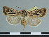  (Agrotis baleense - CCDB-09453-D01_NGS)  @11 [ ] CreativeCommons - Attribution Non-Commercial Share-Alike (2014) Museum national d'Histoire naturelle Muséum national d'Histoire naturelle