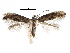  ( - CCDB-29066-A01_NGS)  @13 [ ] CreativeCommons - Attribution (2016) CBG Photography Group Centre for Biodiversity Genomics