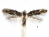  ( - CCDB-29066-A03_NGS)  @13 [ ] CreativeCommons - Attribution (2016) CBG Photography Group Centre for Biodiversity Genomics