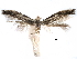  ( - CCDB-29066-A09_NGS)  @11 [ ] CreativeCommons - Attribution (2016) CBG Photography Group Centre for Biodiversity Genomics
