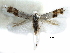  ( - CCDB-29066-B11_NGS)  @11 [ ] CreativeCommons - Attribution (2016) CBG Photography Group Centre for Biodiversity Genomics