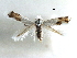  ( - CCDB-29066-B12_NGS)  @11 [ ] CreativeCommons - Attribution (2016) CBG Photography Group Centre for Biodiversity Genomics
