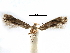  ( - CCDB-29066-D01_NGS)  @11 [ ] CreativeCommons - Attribution (2016) CBG Photography Group Centre for Biodiversity Genomics