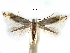 (Bucculatrix crataegi - CCDB-29066-D09_NGS)  @12 [ ] CreativeCommons - Attribution (2016) CBG Photography Group Centre for Biodiversity Genomics