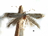  ( - CCDB-29066-E12_NGS)  @11 [ ] CreativeCommons - Attribution (2016) CBG Photography Group Centre for Biodiversity Genomics