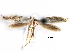  ( - CCDB-29066-F01_NGS)  @11 [ ] CreativeCommons - Attribution (2016) CBG Photography Group Centre for Biodiversity Genomics