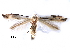  ( - CCDB-29066-F04_NGS)  @11 [ ] CreativeCommons - Attribution (2016) CBG Photography Group Centre for Biodiversity Genomics