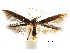  ( - CCDB-29066-G10_NGS)  @11 [ ] CreativeCommons - Attribution (2016) CBG Photography Group Centre for Biodiversity Genomics