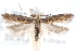  ( - CCDB-29067-B11_NGS)  @11 [ ] CreativeCommons - Attribution (2016) CBG Photography Group Centre for Biodiversity Genomics