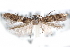  ( - CCDB-29067-C03_NGS)  @12 [ ] CreativeCommons - Attribution (2016) CBG Photography Group Centre for Biodiversity Genomics
