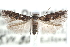  ( - CCDB-29067-C04_NGS)  @14 [ ] CreativeCommons - Attribution (2016) CBG Photography Group Centre for Biodiversity Genomics