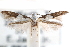  ( - CCDB-29067-E05_NGS)  @11 [ ] CreativeCommons - Attribution (2016) CBG Photography Group Centre for Biodiversity Genomics
