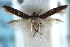  (Ithome aquila - CCDB-29067-F08_NGS)  @11 [ ] CreativeCommons - Attribution (2016) CBG Photography Group Centre for Biodiversity Genomics