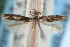  ( - CCDB-29067-F09_NGS)  @11 [ ] CreativeCommons - Attribution (2016) CBG Photography Group Centre for Biodiversity Genomics