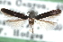 ( - CCDB-29067-F11_NGS)  @11 [ ] CreativeCommons - Attribution (2016) CBG Photography Group Centre for Biodiversity Genomics