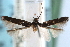 (Ithome ferax - CCDB-29067-G03_NGS)  @11 [ ] CreativeCommons - Attribution (2016) CBG Photography Group Centre for Biodiversity Genomics