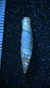  (Albinaria eburnea inflaticollis - BGE_00201_D11)  @11 [ ] by-nc-sa (2024) Danae Karakasi Natural History Museum of Crete - University of Crete