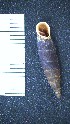  ( - BGE_00202_G05)  @11 [ ] by-nc-sa (2024) Danae Karakasi Natural History Museum of Crete - University of Crete