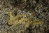  (Ciocalypta - NIB_CCM_0192)  @11 [ ] BY-NC (2021) Bernard Picton Queens University Belfast