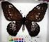  (Ornithoptera goliath - EC-047)  @14 [ ] Unspecified (default): All Rights Reserved  Unspecified Unspecified