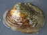  (Lampsilis cardium - MUS071-14)  @13 [ ] CreativeCommons - Attribution (2014) Jeremy deWaard Centre for Biodiversity Genomics