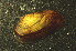  ( - BIOUG13944-B01)  @11 [ ] CreativeCommons - Attribution (2014) Kara Layton Centre for Biodiversity Genomics