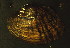  ( - BIOUG13944-E02)  @11 [ ] CreativeCommons - Attribution (2014) Kara Layton Centre for Biodiversity Genomics