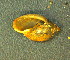  (Physella microstoma - BIOUG13948-B08)  @11 [ ] CreativeCommons - Attribution (2014) Kara Layton Centre for Biodiversity Genomics