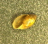  (Physella heterostropha - BIOUG13948-C01)  @11 [ ] CreativeCommons - Attribution (2014) Kara Layton Centre for Biodiversity Genomics