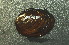  (Obovaria olivaria - BIOUG13947-H11)  @11 [ ] CreativeCommons - Attribution (2014) Kara Layton Centre for Biodiversity Genomics