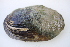  ( - MUS024-14.1)  @11 [ ] CreativeCommons - Attribution (2014) Unspecified Centre for Biodiversity Genomics