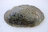  ( - MUS025-14)  @13 [ ] CreativeCommons - Attribution (2014) Unspecified Centre for Biodiversity Genomics