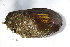  ( - MUS025.1)  @11 [ ] CreativeCommons - Attribution (2015) CBG Photography Group Centre for Biodiversity Genomics