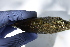  ( - MUS025.1)  @11 [ ] CreativeCommons - Attribution (2015) CBG Photography Group Centre for Biodiversity Genomics