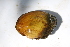  ( - MUS026)  @11 [ ] CreativeCommons - Attribution (2015) CBG Photography Group Centre for Biodiversity Genomics