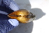  ( - MUS026)  @11 [ ] CreativeCommons - Attribution (2015) CBG Photography Group Centre for Biodiversity Genomics