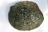  ( - MUS037)  @11 [ ] CreativeCommons - Attribution (2015) CBG Photography Group Centre for Biodiversity Genomics