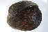  ( - MUS040)  @11 [ ] CreativeCommons - Attribution (2015) CBG Photography Group Centre for Biodiversity Genomics
