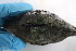  ( - MUS040)  @11 [ ] CreativeCommons - Attribution (2015) CBG Photography Group Centre for Biodiversity Genomics