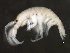  ( - 10BIOBC-00718)  @13 [ ] CreativeCommons - Attribution (2010) CBG Photography Group Centre for Biodiversity Genomics