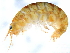  ( - 10BIOBC-00761)  @14 [ ] CreativeCommons - Attribution (2010) CBG Photography Group Centre for Biodiversity Genomics